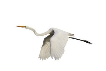 Beautiful flying Egret isolated on transparent background png file