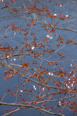 咲き始めの山桜の花 ヤマザクラ