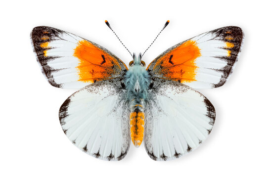 Beautiful Orange Tip butterfly isolated on a white background with clipping path