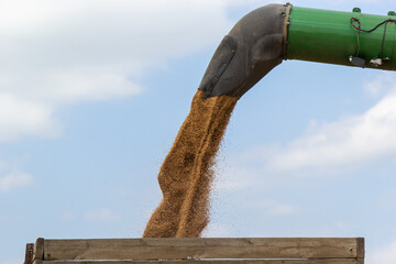 Harvester unloading wheat on the background of the sky with clouds. close up