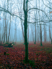 Red mystical forest in the fog. Autumn forest in the morning mist. Fall colours in the park. Beautiful landscape.