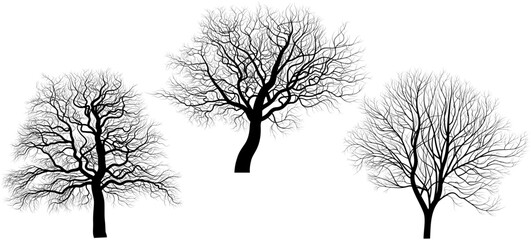 Contours of trees without leaves. Vector illustration. Sketch for creativity.
