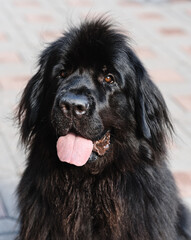 Fototapeta premium black newfoundland dog