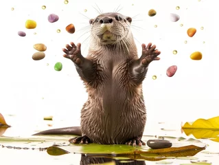 Fotobehang A playful otter juggles colorful pebbles in a river stream small © Chano_1_na