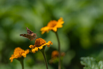 Brown butterfly on yellow flower	
