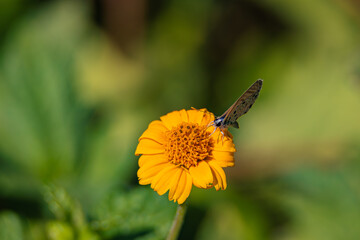 Brown butterfly on yellow flower	
