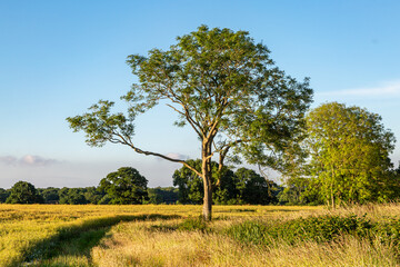 A tree in a field in rural Sussex, on a sunny summer's day