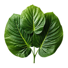  Heart shaped leaves of Elephant ear or taro a tropical plant isolated on transparent background