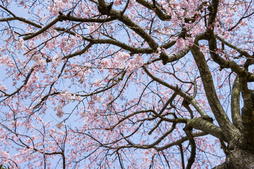 綺麗に咲いた桜の花
