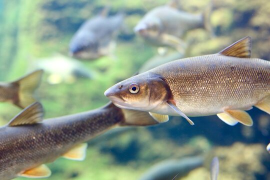 Japanese Dace