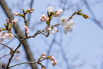 咲き始めの桜の花