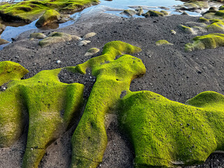 green moss on the stone