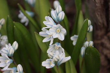 Sweden. Puschkinia scilloides, commonly known as striped squill or Lebanon squill, is a bulbous perennial, native to Western Asia and the Caucasus.  - obrazy, fototapety, plakaty