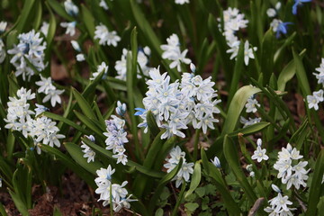 Sweden. Puschkinia scilloides, commonly known as striped squill or Lebanon squill, is a bulbous perennial, native to Western Asia and the Caucasus. 