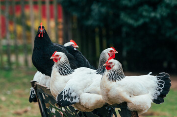 Detailaufnahme von auf einer Bank sitzenden  schwarz weißen Hühnern auf einer kleinen...