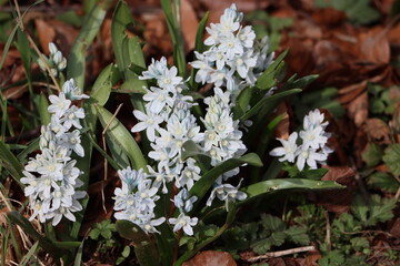 Sweden. Puschkinia scilloides, commonly known as striped squill or Lebanon squill, is a bulbous...