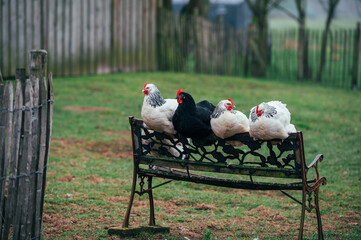 Detailaufnahme von auf einer Bank sitzenden  schwarz weißen Hühnern auf einer kleinen...