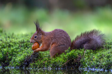 Naklejka na ściany i meble Hungry Eurasian red squirrel (Sciurus vulgaris) eating a nut in the forest of Noord Brabant in the Netherlands. 