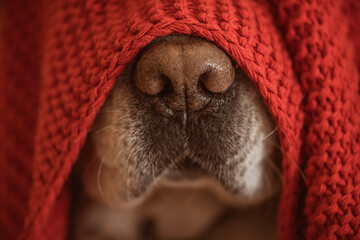 dog's nose under the red blanket in winter