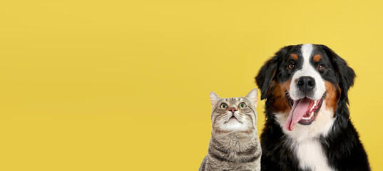 Cute cat and adorable dog on yellow background. Banner design with space for text