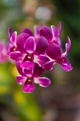 Fototapeta na wymiar Purple Orchids: Elegance in Bloom, Symbolizing Luxury and Admiration