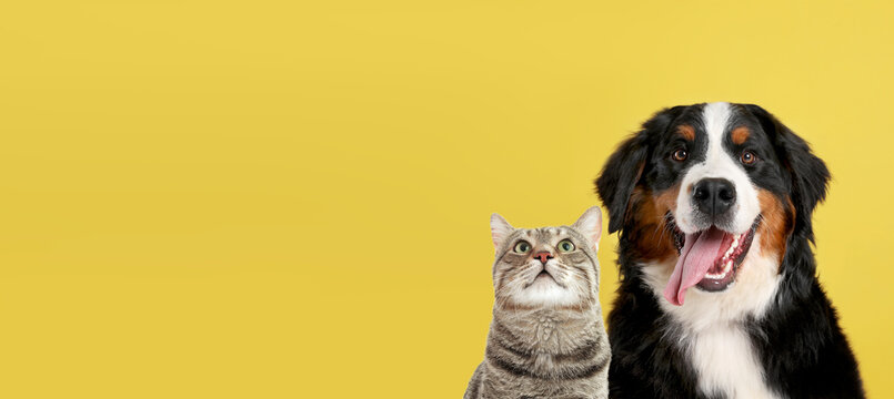 Cute cat and adorable dog on yellow background. Banner design with space for text