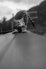 Grayscale shot of a cat with its paws extended and tail resting on a railing.
