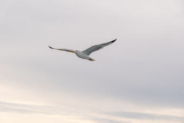 Close-up of a seagull soaring in the sunset sky over Istanbul’s Bosphorus. - obrazy, fototapety, plakaty