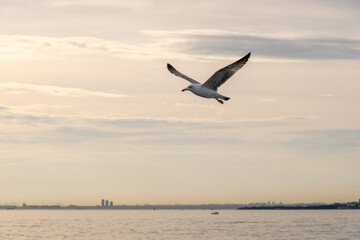 Fototapeta na wymiar Close-up of a seagull soaring in the sunset sky over Istanbul’s Bosphorus.