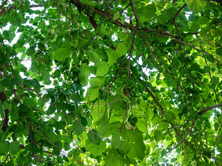 green leaves in the sun
