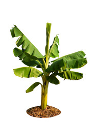 banana tree