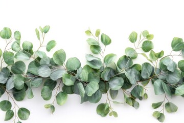 A beautiful arrangement of eucalyptus leaves on a white background