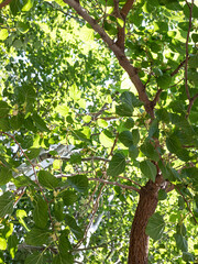 green leaves in the sun