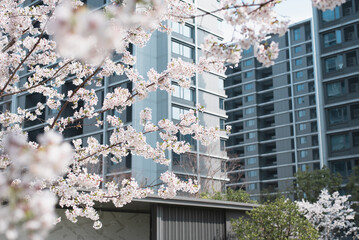 sakura Cherry blossoms bloom in front of the building in spring