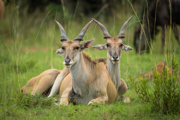 Female elands sitting in the african bush