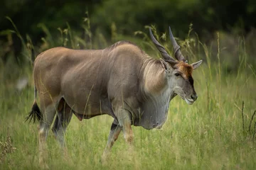 Crédence de cuisine en verre imprimé Antilope Eland bull in the african bushveld