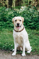 golden retriever on trail