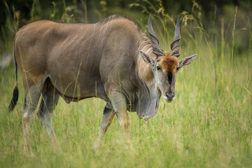 Eland bull in the african bushveld