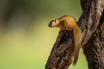 African squirrel in a tree 