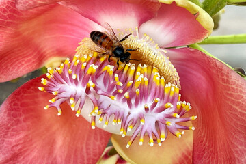 bee on flower