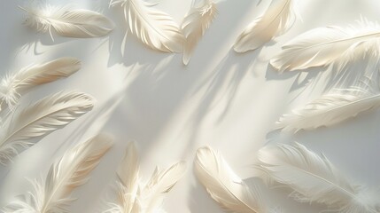 Delicate feathers arranged in a circular pattern on a clean white surface, creating an elegant display.
