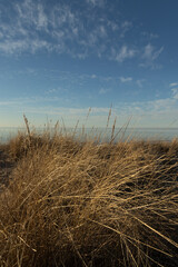 Beautiful sunny landscape of grass growing on the dunes near Baltic Sea. Early spring sunset scenery of Northern Europe