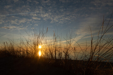 Beautiful sunny landscape of grass growing on the dunes near Baltic Sea. Early spring sunset scenery of Northern Europe