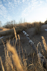 Beautiful sunny landscape of grass growing on the dunes near Baltic Sea. Early spring sunset scenery of Northern Europe