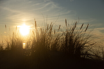 Beautiful sunny landscape of grass growing on the dunes near Baltic Sea. Early spring sunset scenery of Northern Europe