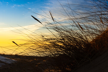 Beautiful sunny landscape of grass growing on the dunes near Baltic Sea. Early spring sunset scenery of Northern Europe