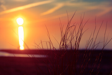 Beautiful sunny landscape of grass growing on the dunes near Baltic Sea. Early spring sunset scenery of Northern Europe