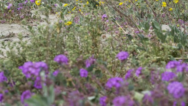 Rattlesnakes out of den among spring wildflower bloom in Anza Borrego Desert State Park in California