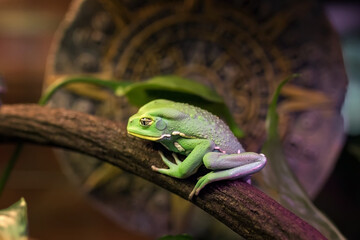Waxy tree frog (Phyllomedusa sauvagii) resting on a tree.