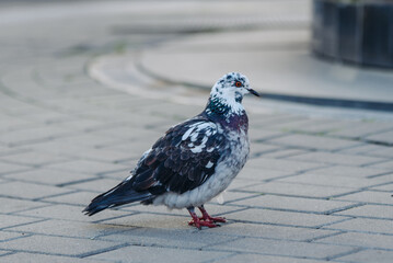 blue-and-white pigeon on city street